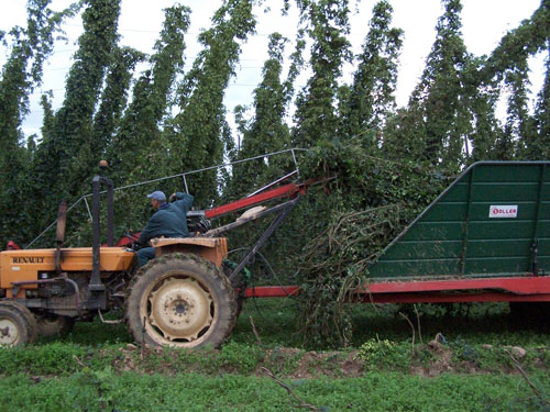 La Culture Du Houblon En Alsace Brasserie De Meaux